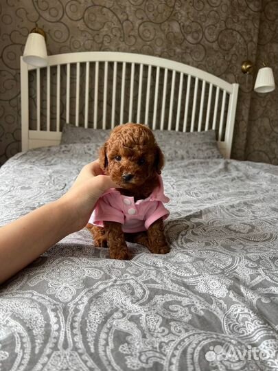 Той-пудель мини девочка