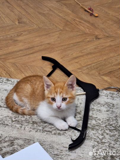 Котенок(Кот)домашний