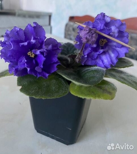 Сортовые фиалки