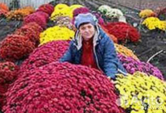 Саженцы мультифлоры