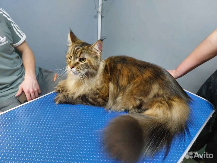 Груминг- стрижки собак всех пород и кошек