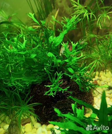 Скорлупа кокоса для аквариума