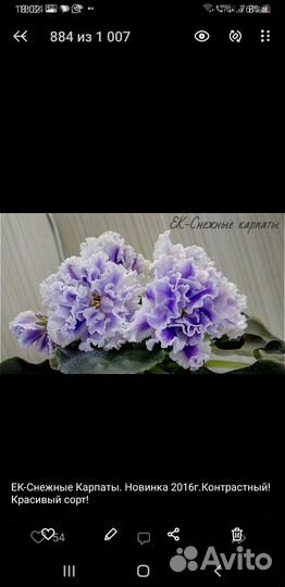 Сортовые фиалки