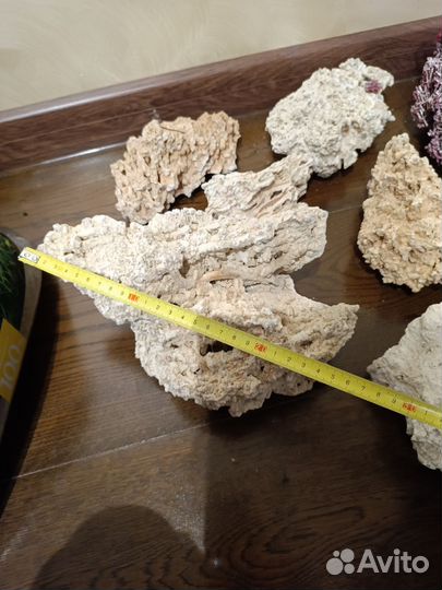 Кораллы для аквариума