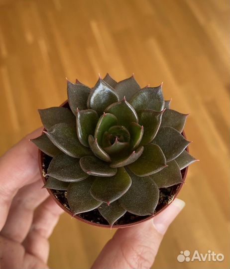 Суккуленты