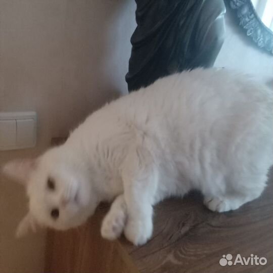 Кошка турецкая ангора