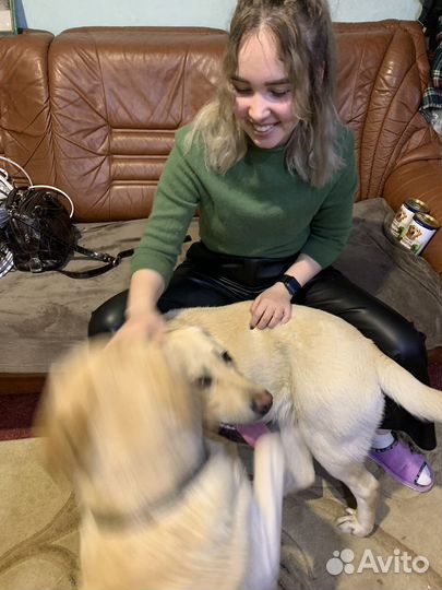 Кинолог Дрессировка Передержка животных