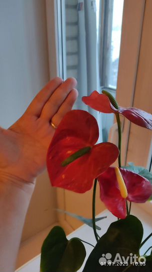 Антуриум детка красный и розовый