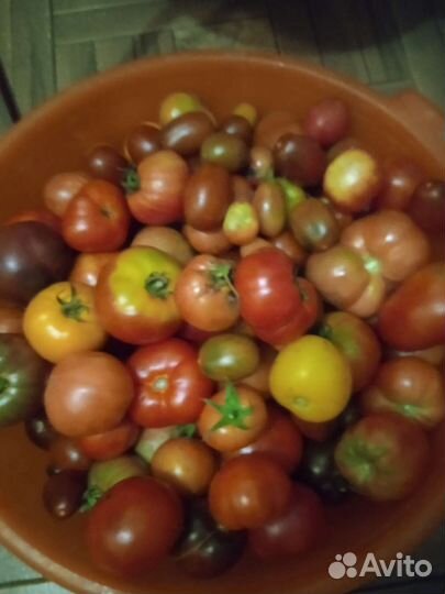 Продаю томаты