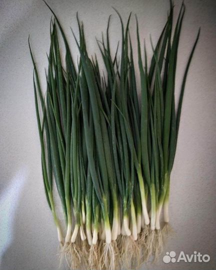 Семена Лука 