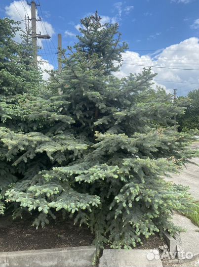 Ппродажа Голубая ель