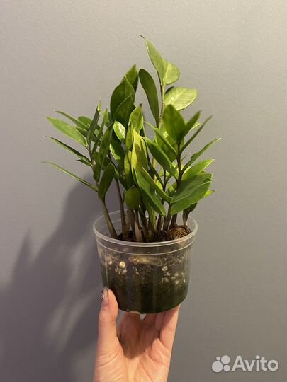 Замиокулькас