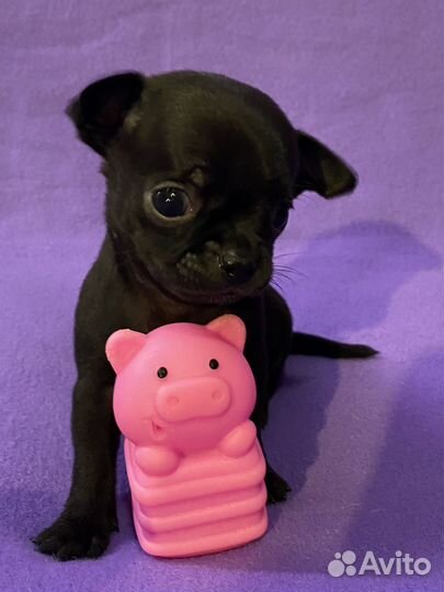 Чихуашки маленькие пантерки