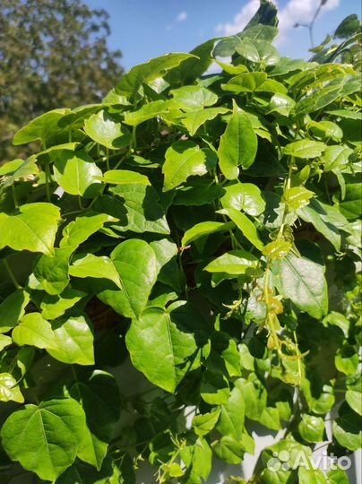 Вичи лиана держится на своих присосках (липучки )