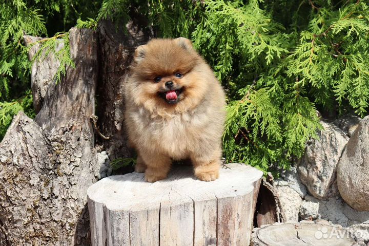 Кукольный мишка