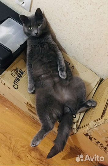 Котик Василий