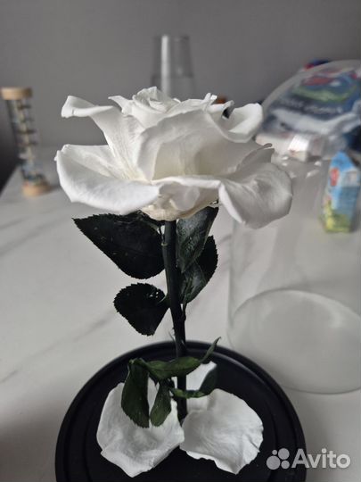 Вечная роза в колбе