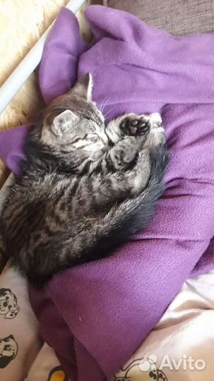 Подбросили в магазин ручного котенка Ищем дом