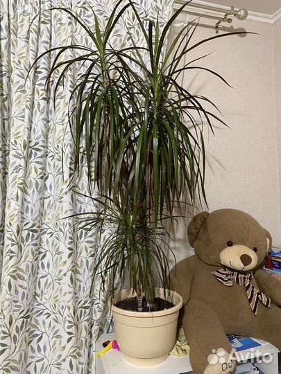Драцена 120см