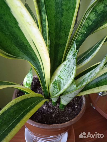 Сансевиерия с детками