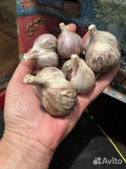 Чеснок на посадку