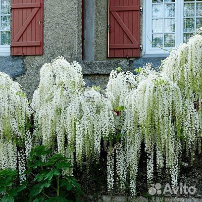 Макростахия -глициния