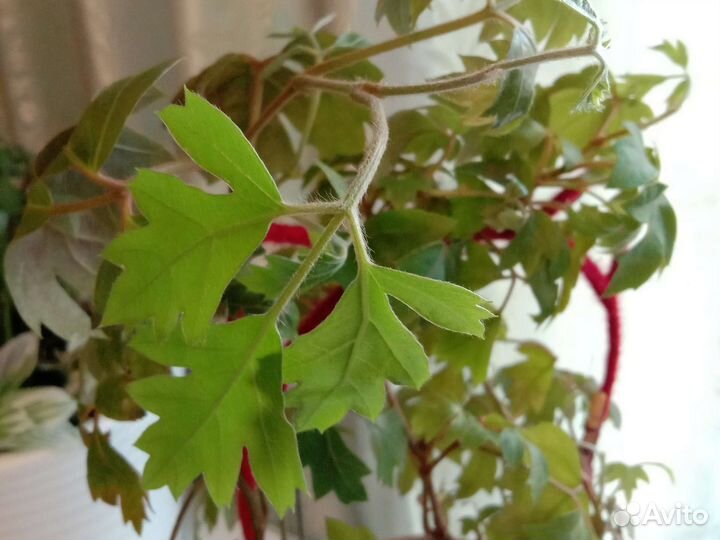 Комнатные цветы березка