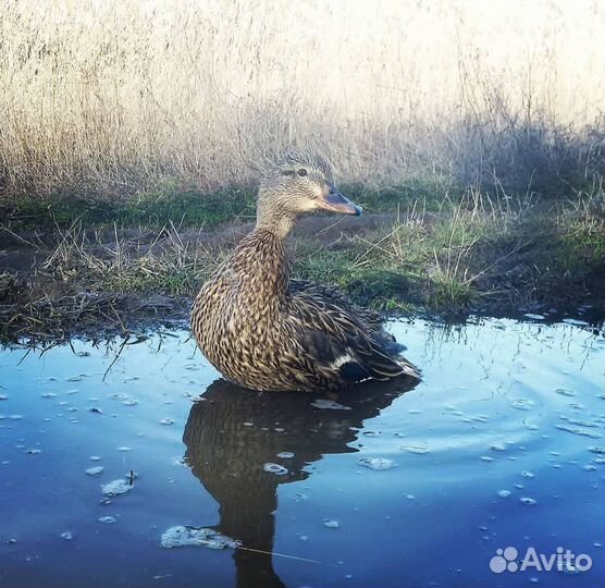 Утка подсадная для охоты