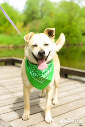 Собака в добрые руки