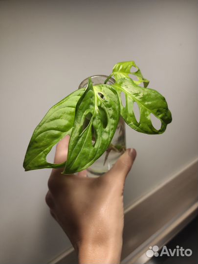 Монстера адансона (манки маск)