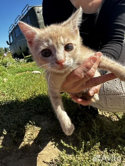 Котенок в добрые руки