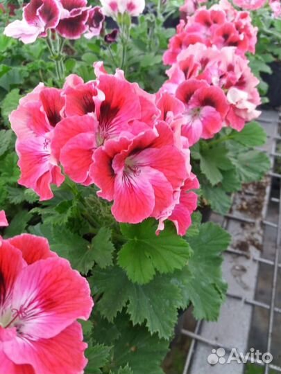 Королевская пеларгония