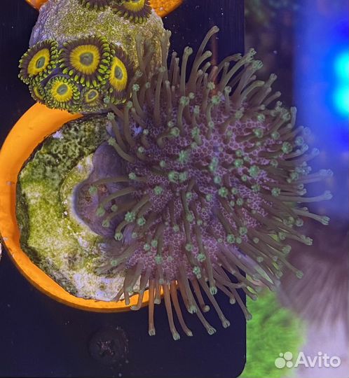 Кораллы для начинающих