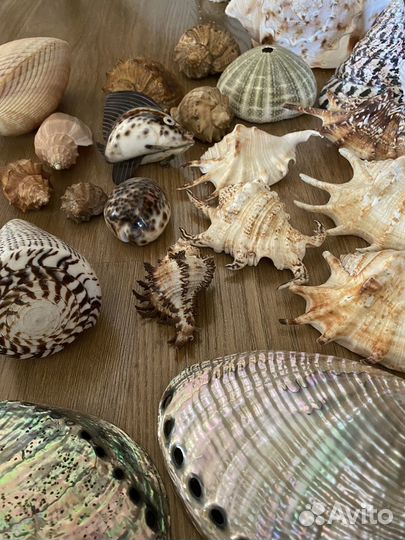 Морские звёзды и морские ракушки