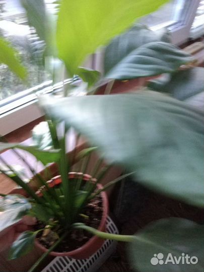 Спатифиллум сорт Смелый