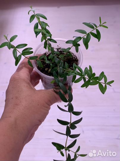 Мирт Лума, Тарентина, Боэтика, мирт вар, дерево