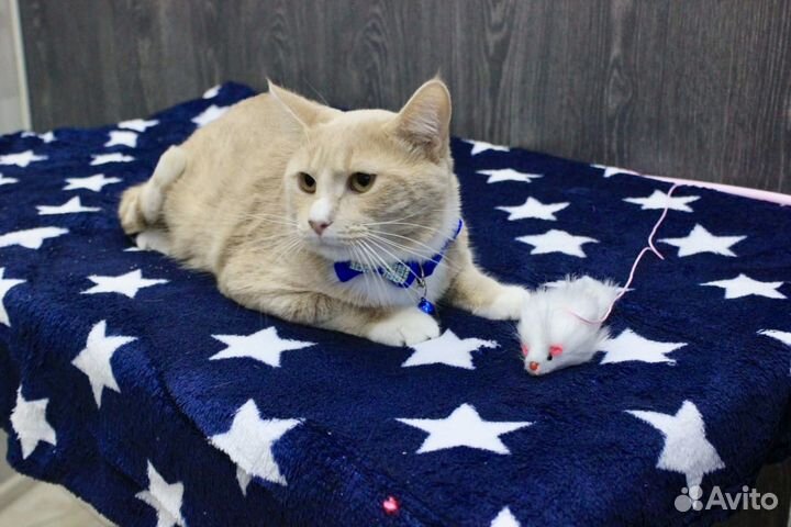 Рыжий котенок в добрые руки