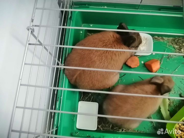 Кролик для вязки