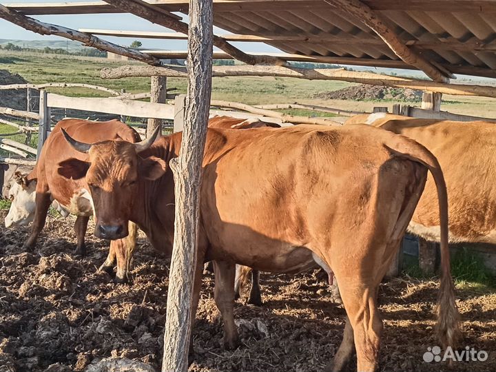 Коровы с телятами