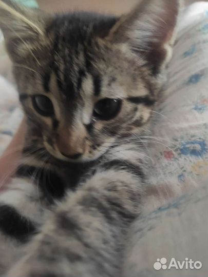 Котята мейн-кун