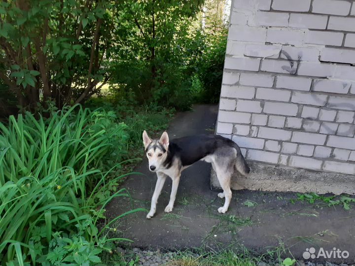 Щенок ищет дом