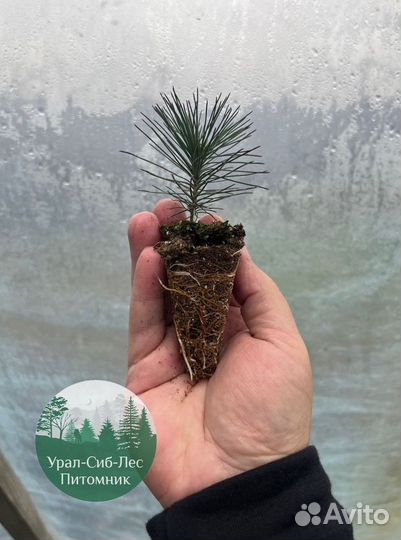 Зкс Сосна сеянцы Ели Лиственницы окс Голуб Горная
