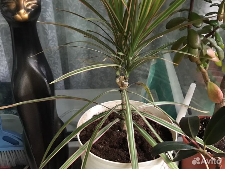 Кордилина, живое дерево