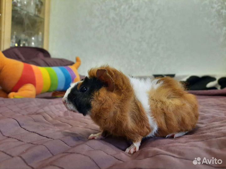 Морская свинка Мальчик