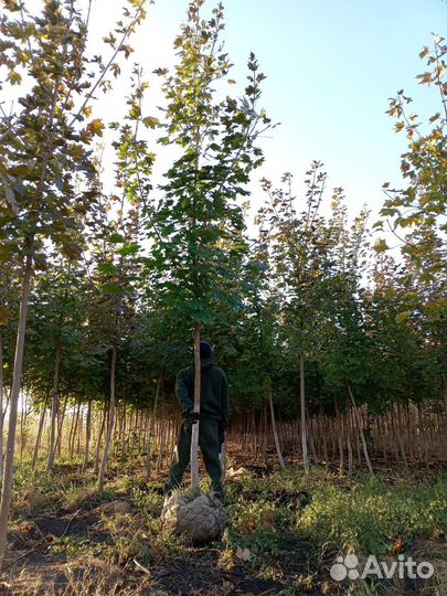 Берёза белая крупномер с комом