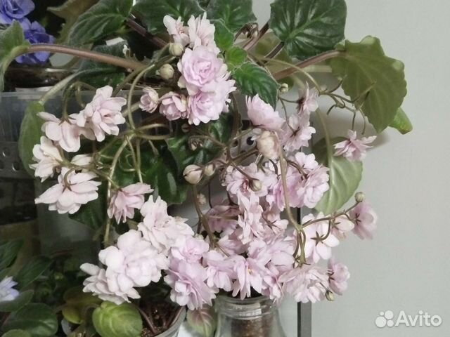 Фиалки трейлеры