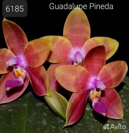Орхидеи подростки