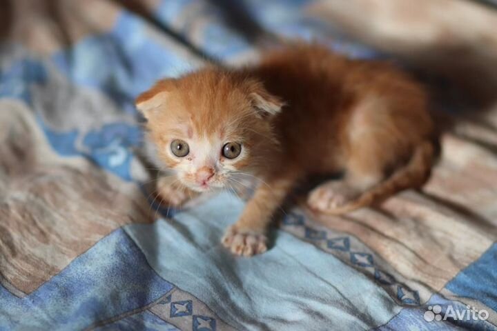 Котенок ищет дом