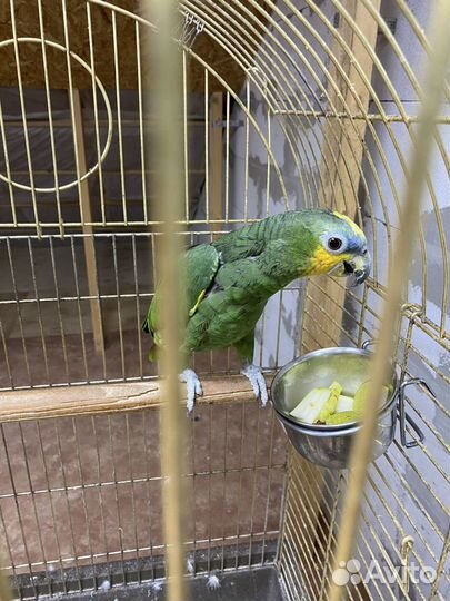 4 Венесуэльских Амазонов