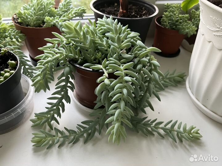 Очиток моргана